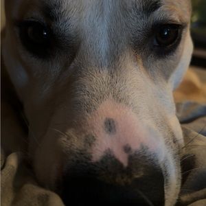 Meet your Posher, Dylan